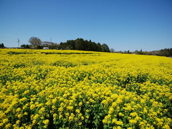 富田さとにわ耕園