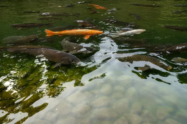 Ryuchi Pond