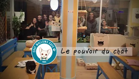 Chat Mallows Café 10€/pers Age 6+ only