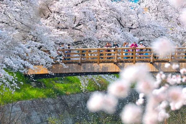 Four Seasons Road of Yamazaki River