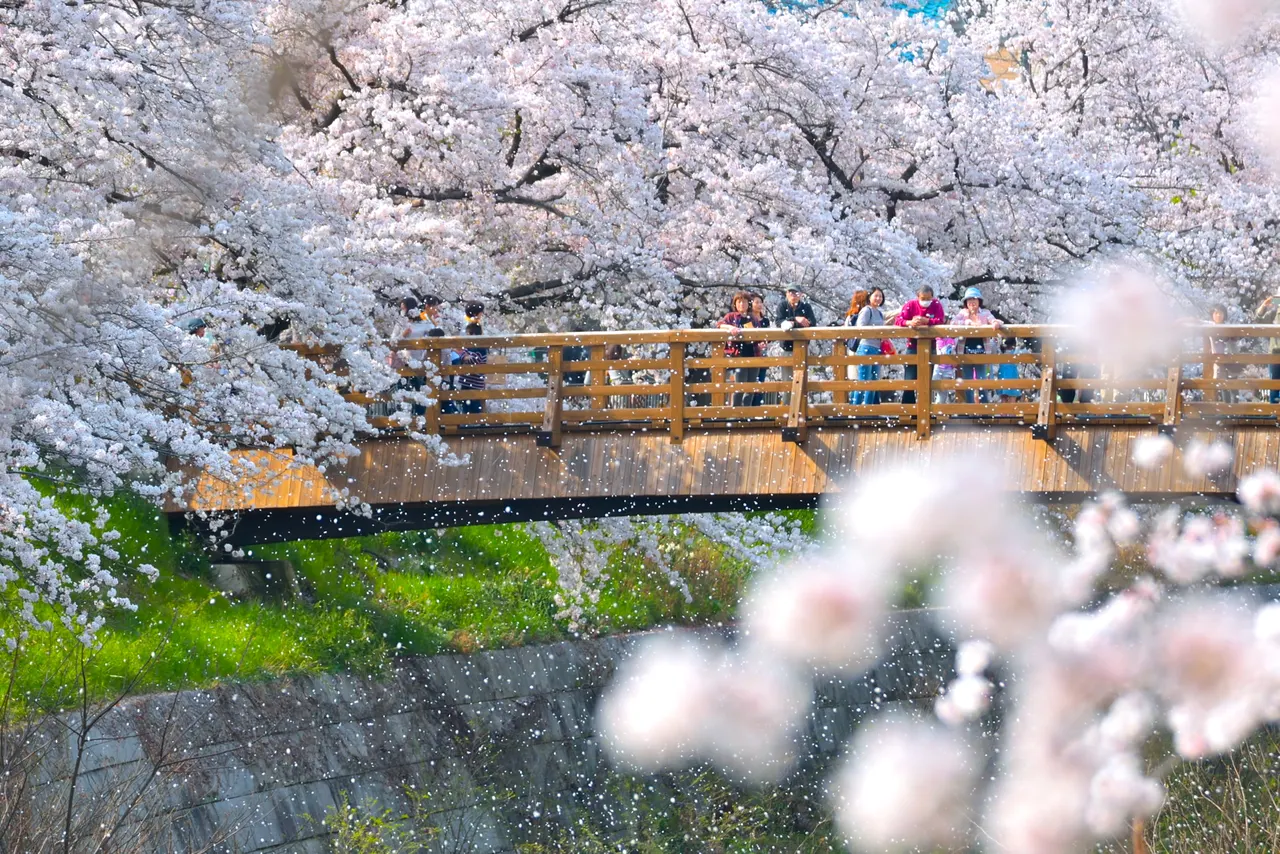 Four Seasons Road of Yamazaki River