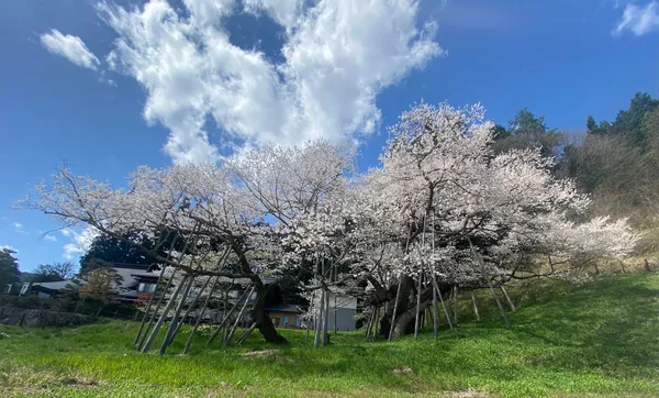 臥龍桜