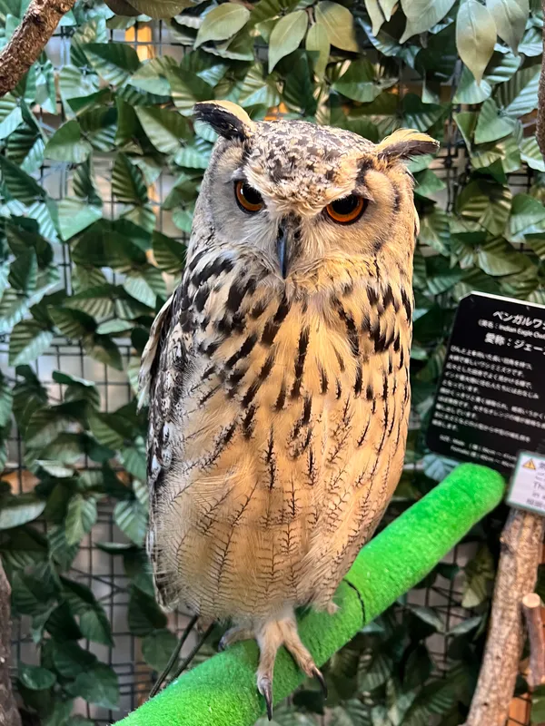 Kamakura Owls’ Forest