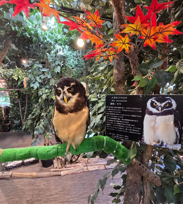 Kamakura Owls’ Forest