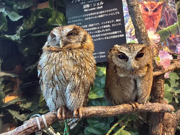 Kamakura Owls’ Forest