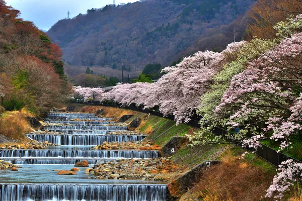 宮城野早川堤の桜