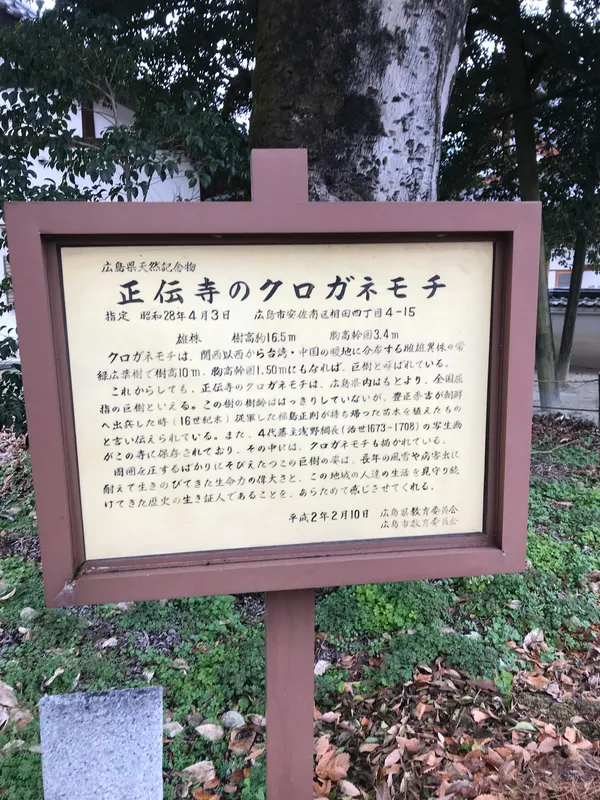 正伝寺のクロガネモチ