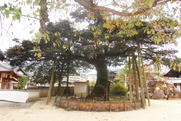 正伝寺のクロガネモチ