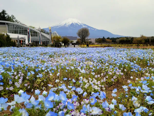 Yamanakako Hana no Miyako Park