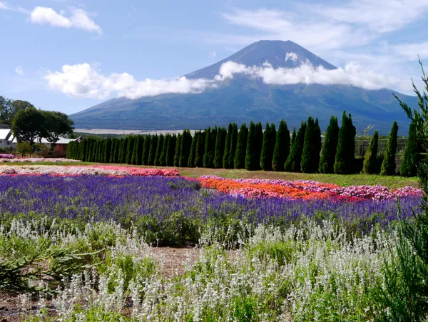 Yamanakako Hana no Miyako Park