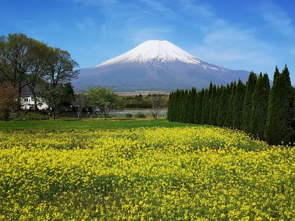 Yamanakako Hana no Miyako Park