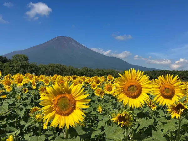 Yamanakako Hana no Miyako Park