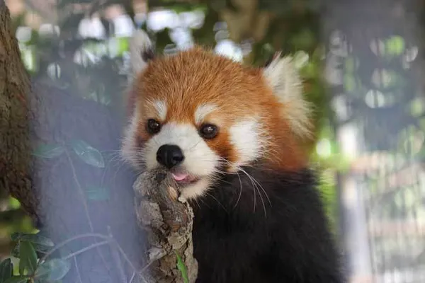 Ichikawa City Zoo