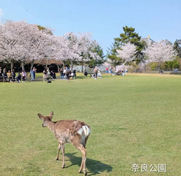 Kasuganoenchi