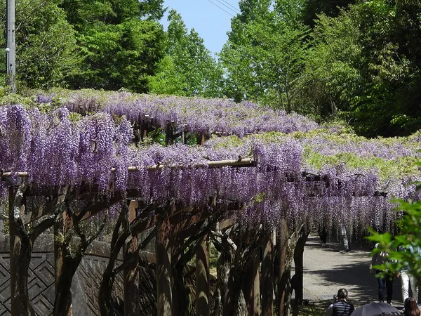 Wisteria Alley in Toyota City
