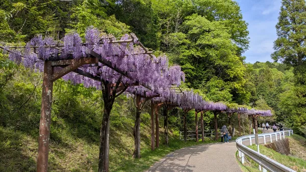 Wisteria Alley in Toyota City