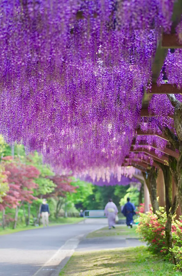 Wisteria Alley in Toyota City