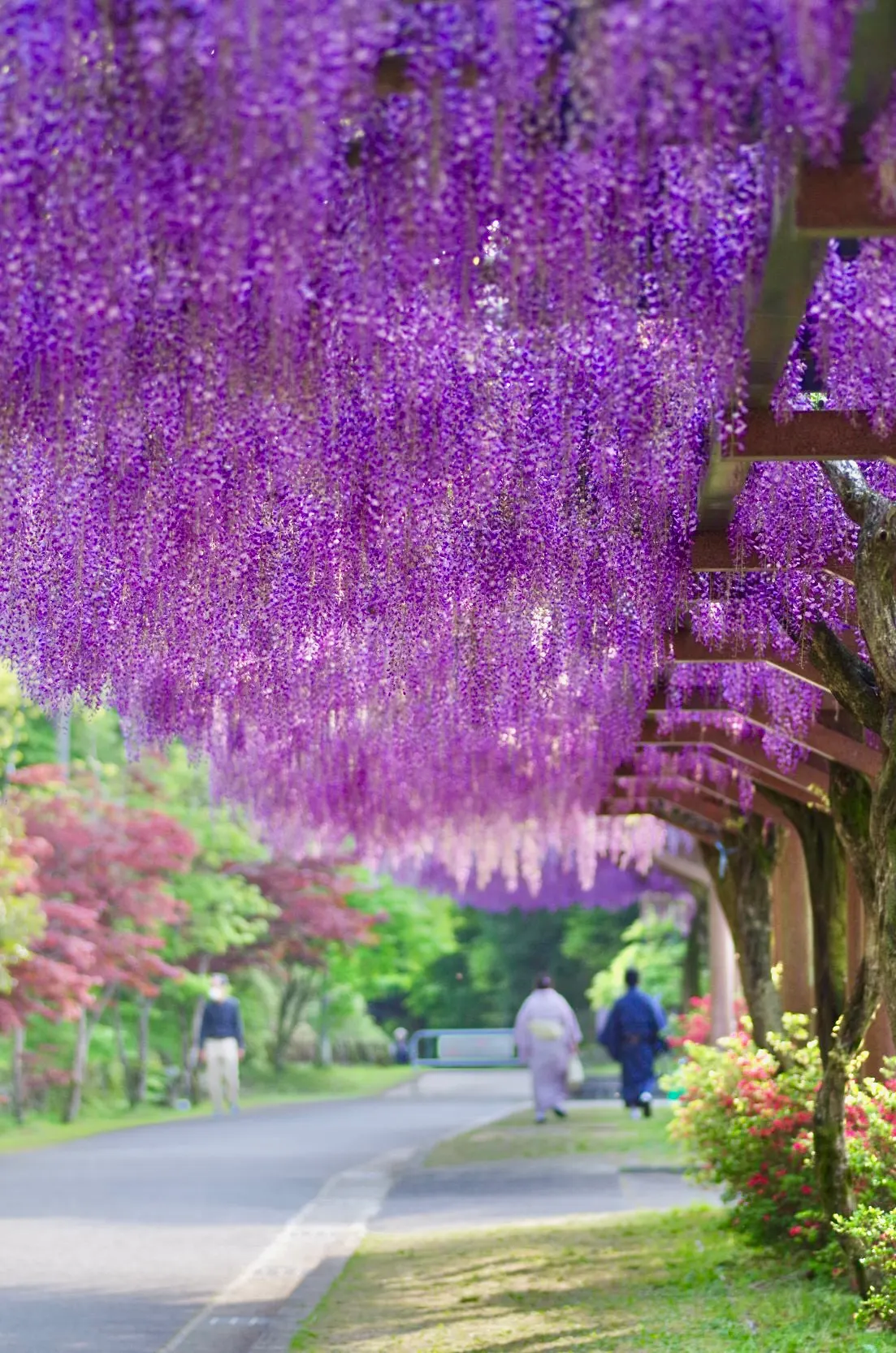 Wisteria Alley in Toyota City