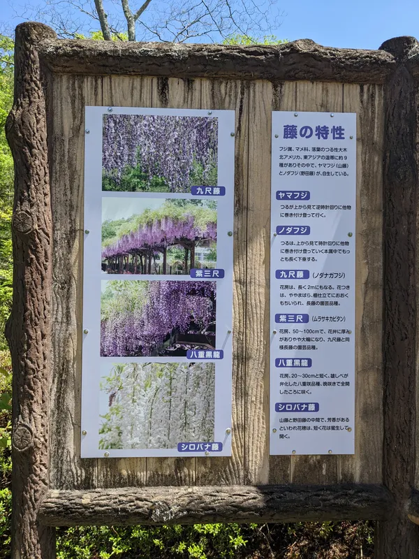 Wisteria Alley in Toyota City