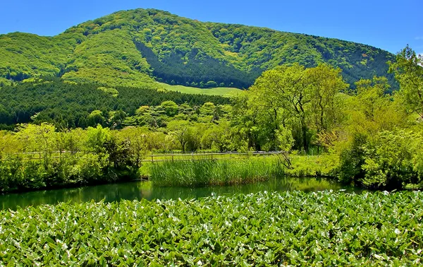Hakone Botanical Garden of Wetlands