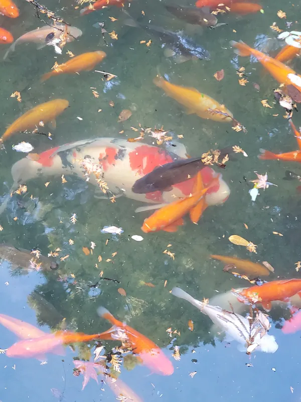 放生池