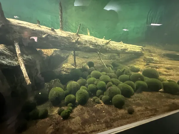 Marimo Exhibition and Observation Center