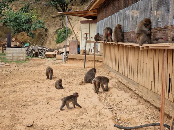 Arashiyama Monkey Park Iwatayama