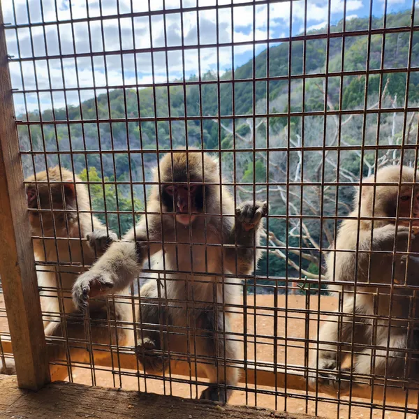 Arashiyama Monkey Park Iwatayama