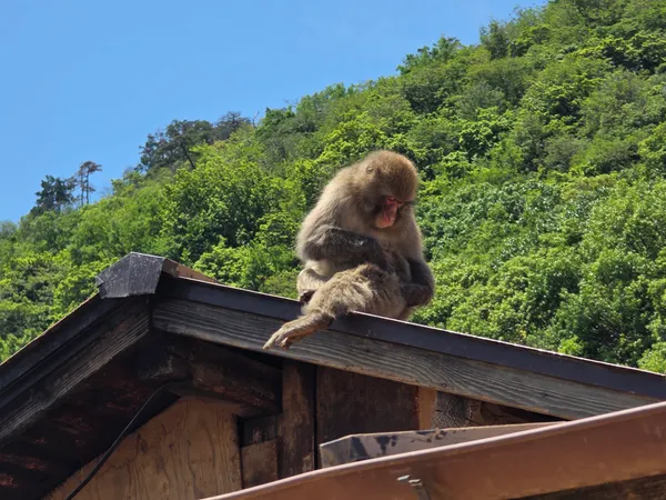 Arashiyama Monkey Park Iwatayama