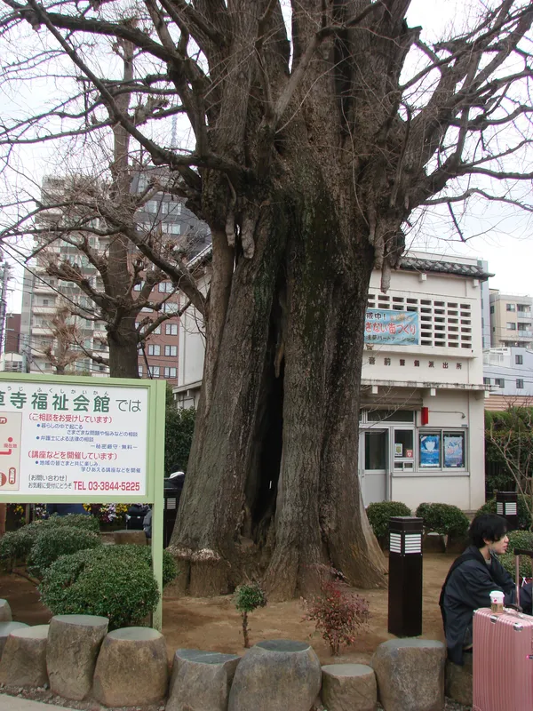 The Sacred Ginkgo Tree of Sensō-ji