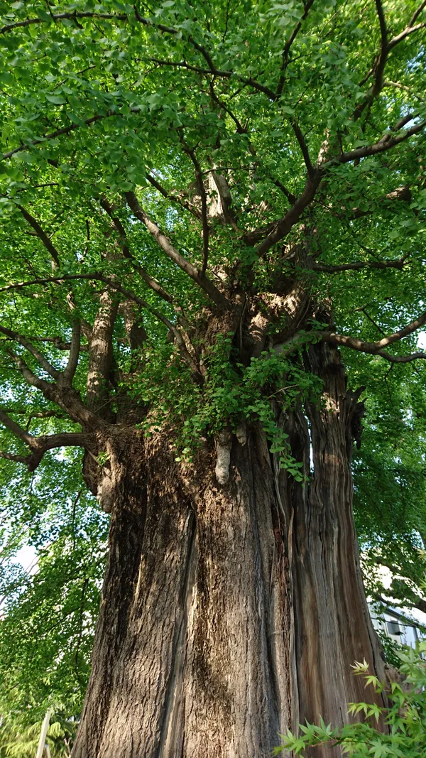 The Sacred Ginkgo Tree of Sensō-ji