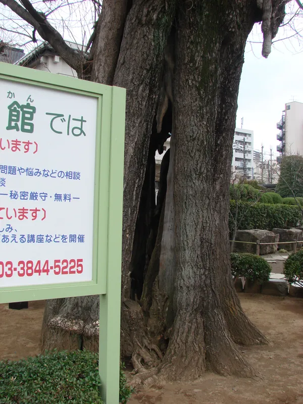 The Sacred Ginkgo Tree of Sensō-ji