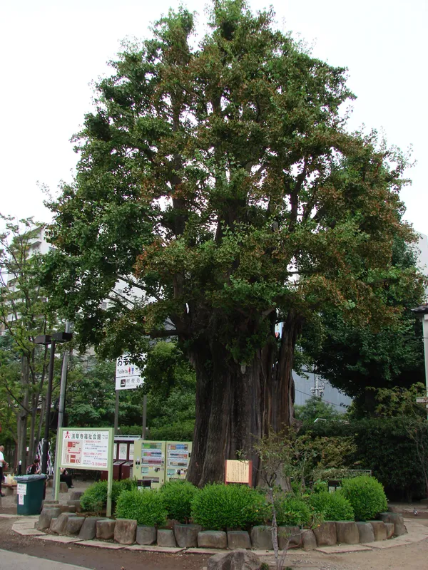 The Sacred Ginkgo Tree of Sensō-ji