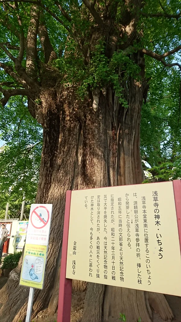 The Sacred Ginkgo Tree of Sensō-ji
