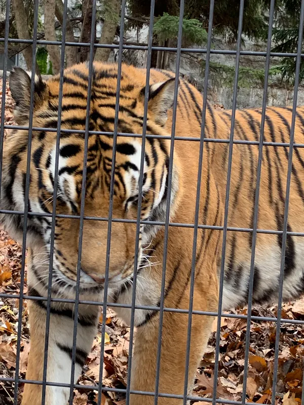 Asahiyama Zoo