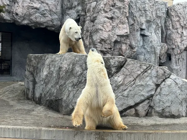 Asahiyama Zoo