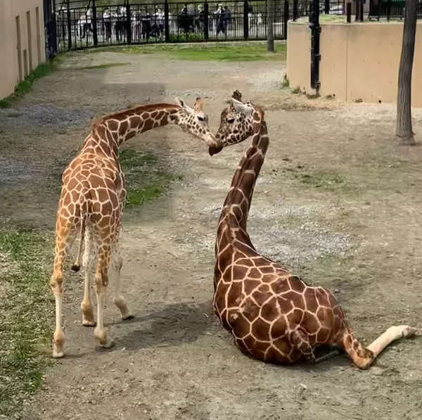 Asahiyama Zoo