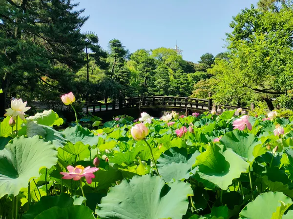 Kochogaike Pond